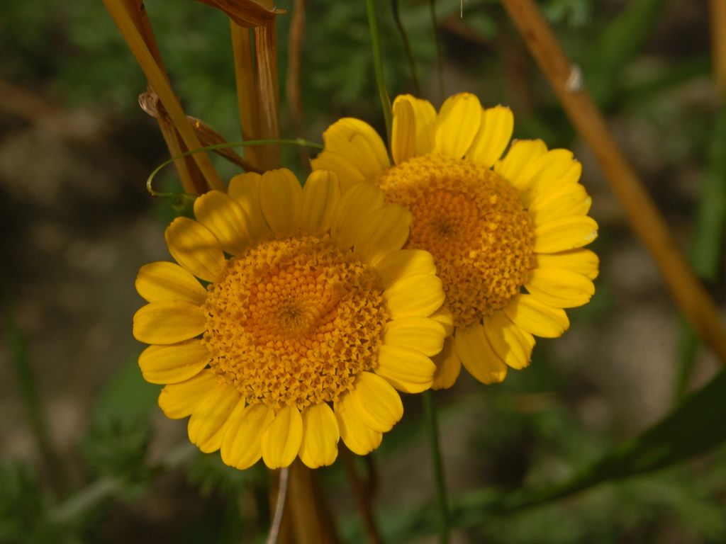 Cota tinctoria (=Anthemis tinctoria) / Camomilla per tintori